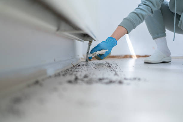 Best Flea Control Services  in Adamsville, TN